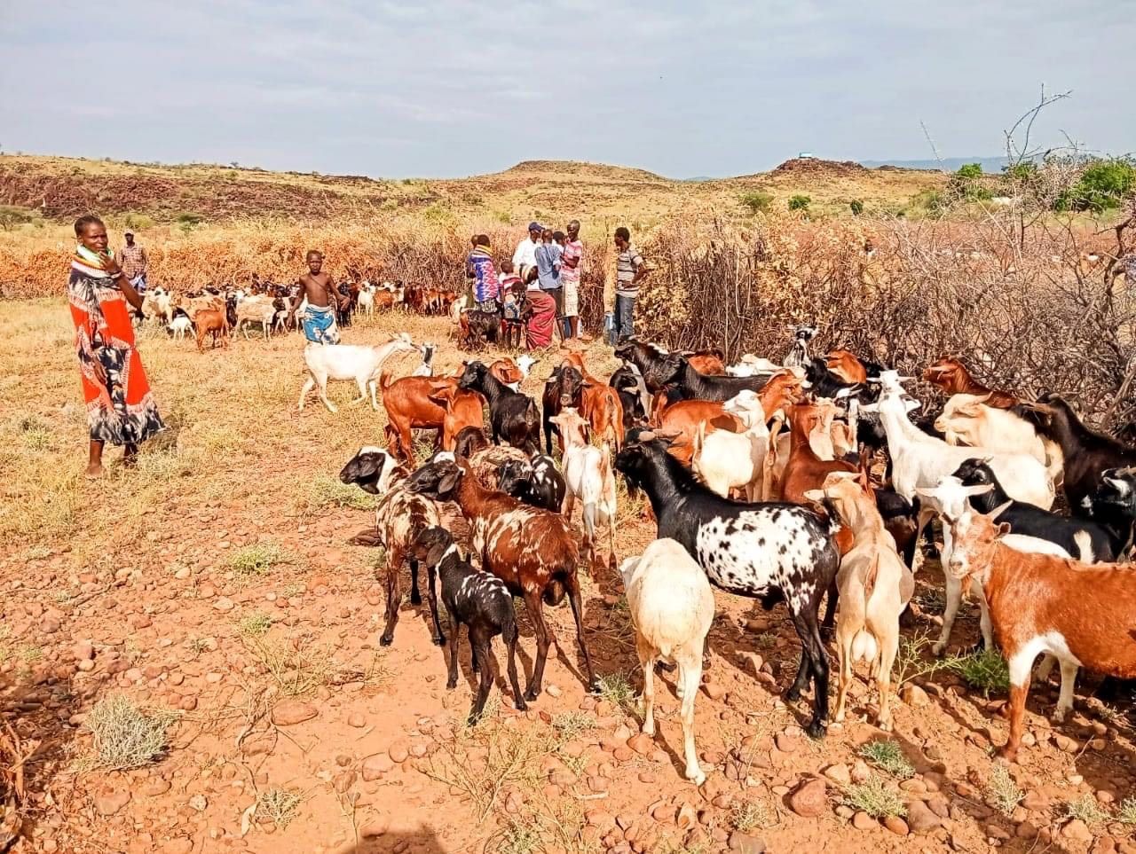 Turkana County launches livestock vaccination drive following disease outbreak