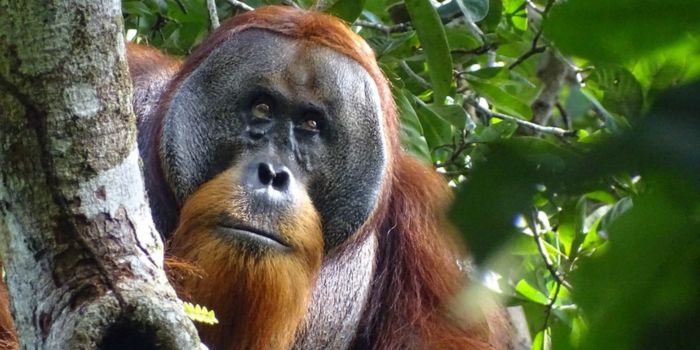 Orangutan's use of medicinal plant to treat wound intrigues scientists