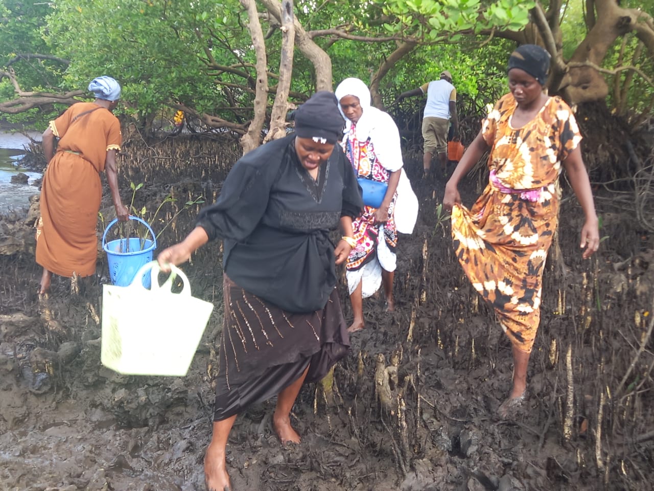 Women-led mangrove restoration project in Kwale transforms environment ...