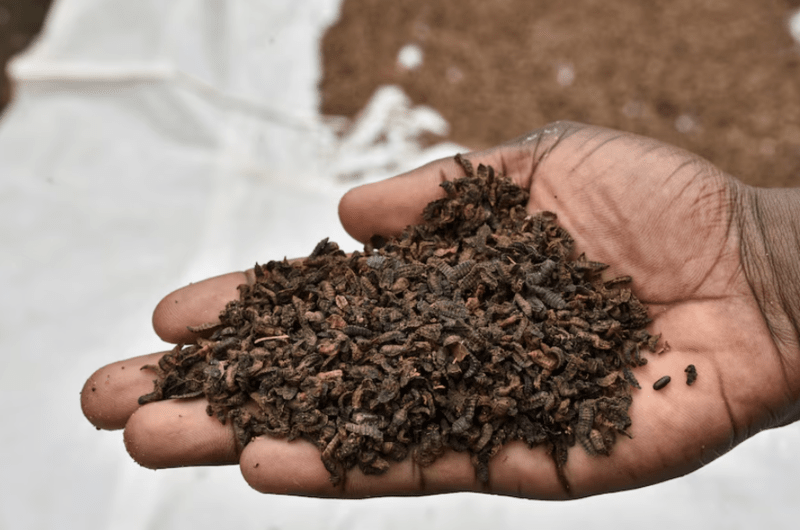 Orphans in Congo fed palm weevil larvae in bid to beat malnutrition