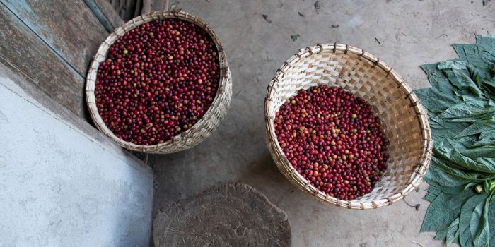 Ethiopia inches close to breaking coffee export record with $1.2bn earning in 11 months