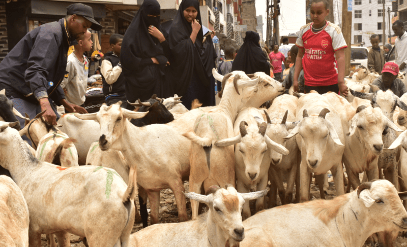 Goat traders flock to Eastleigh streets on eve of Eid ul-Adha