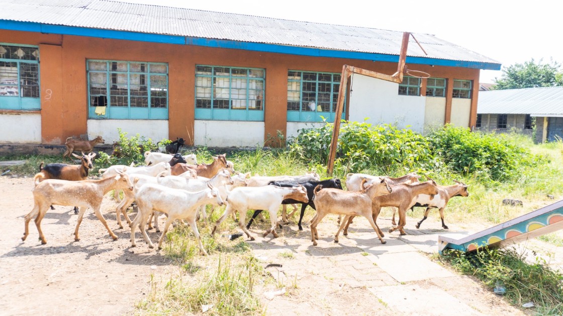 Well-wishers provide goats to over 200 Eastleigh families for Eid-ul-Adha