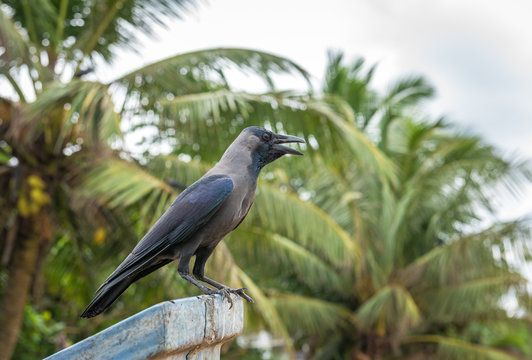 KWS kicks off plan to eradicate one million house crows, restore Coast ecosystem