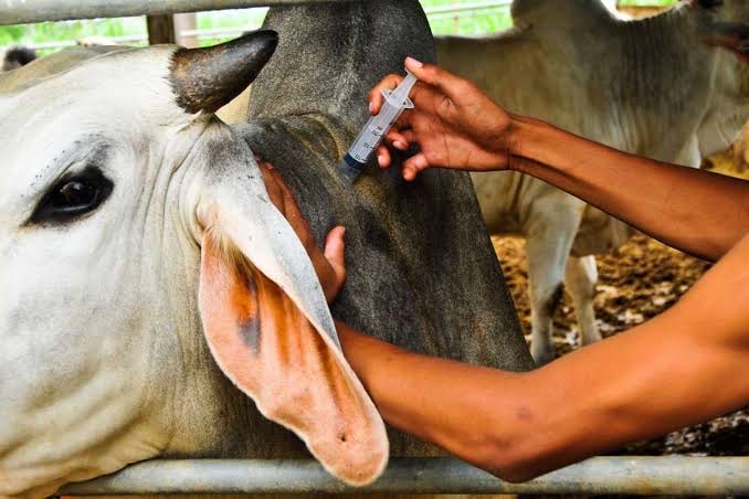 State announces nationwide livestock vaccination drive to boost food security