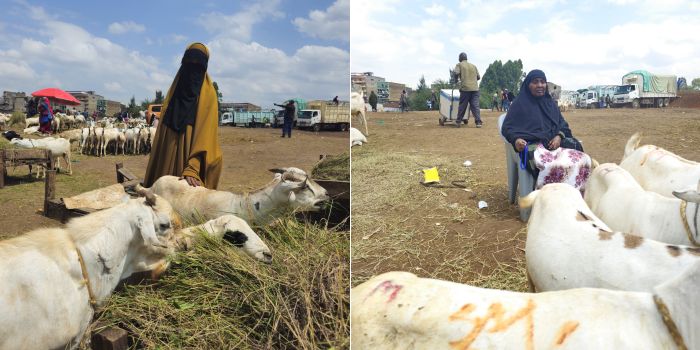 Against all odds: Single mothers thrive at male-dominated Kiamaiko goat market