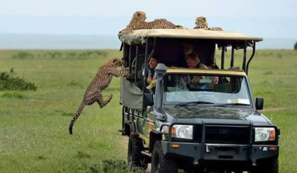 Narok County bans private vehicles for game drives in Maasai Mara