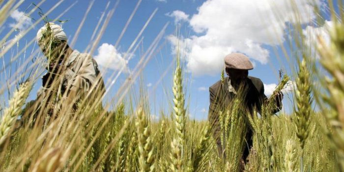 [HOLD FOR QUOTES] Ethiopia partners with India to become self-sufficient wheat producer