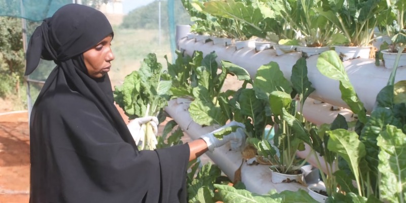 Greenhouse farming transforms lives of displaced families in Southern Somalia