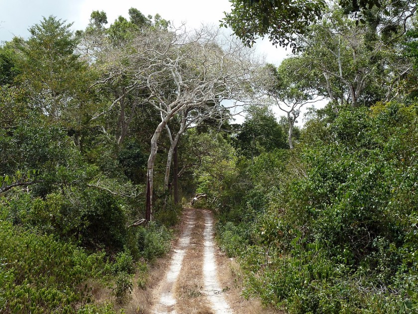 Arabuko Sokoke Forest. (Photo: Handout)