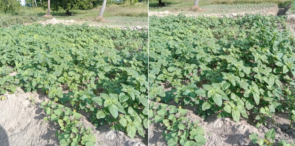 Mariam Mohammed's aramanth farm in Kwale County. (Photo: Mishi Gongo)