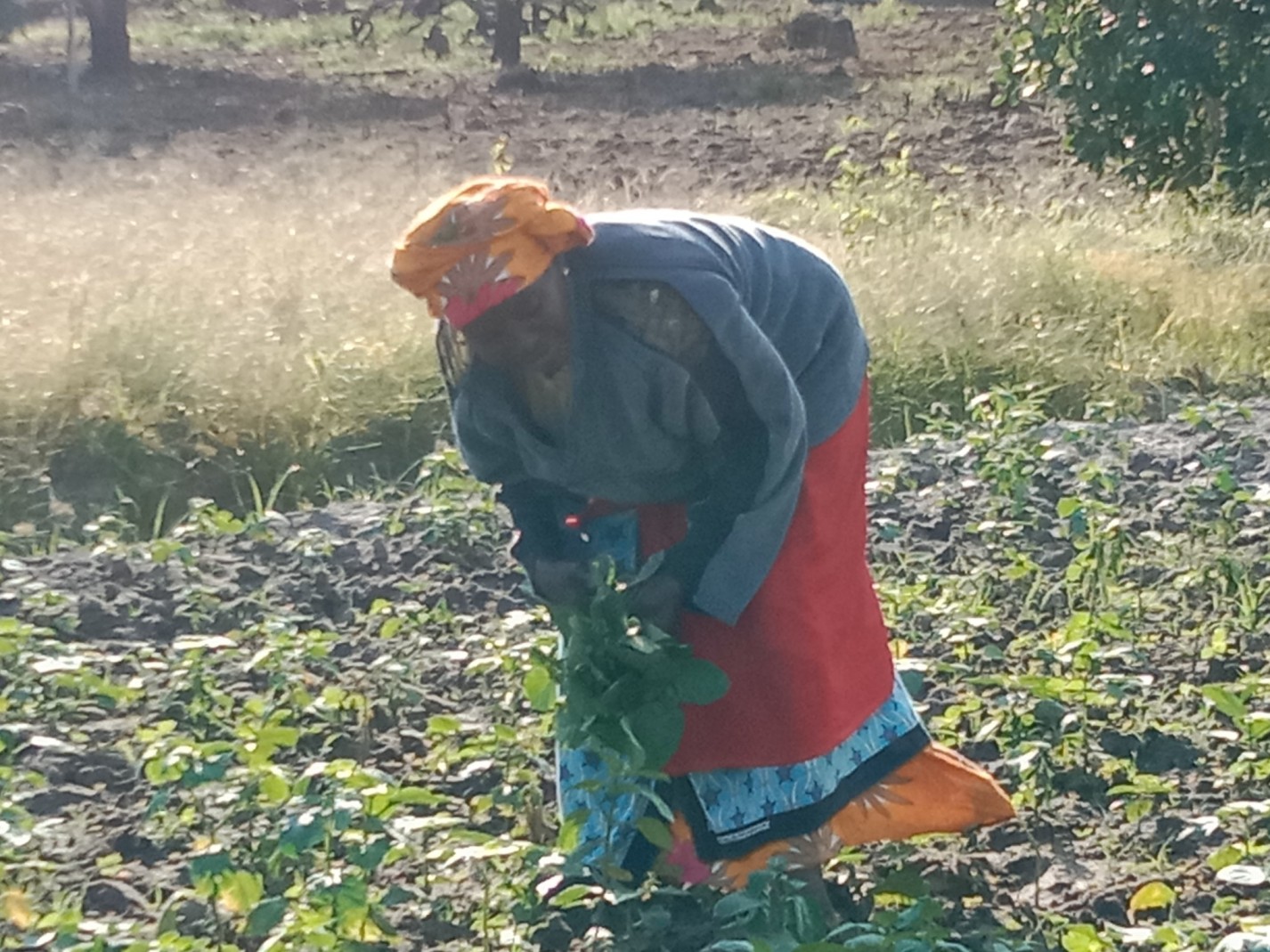 64-year-old widow Mariam Mohammed has found solace and success through amaranth (mchicha) farming