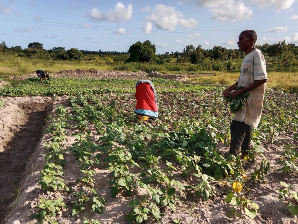 Widow finds solace and success in farming Amaranth