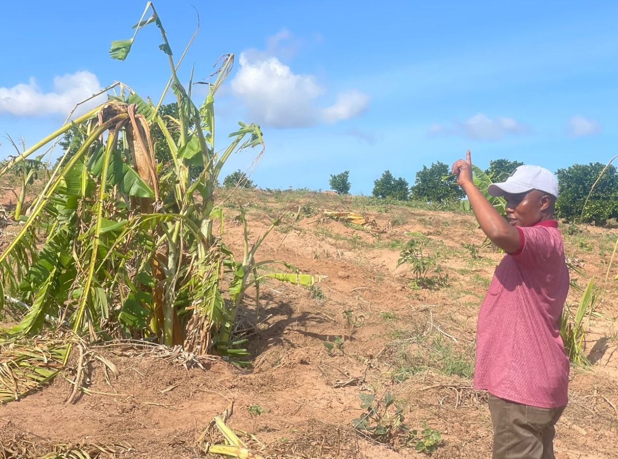 Elephants wreak havoc on Ganze farmers, leaving trail of death, destruction