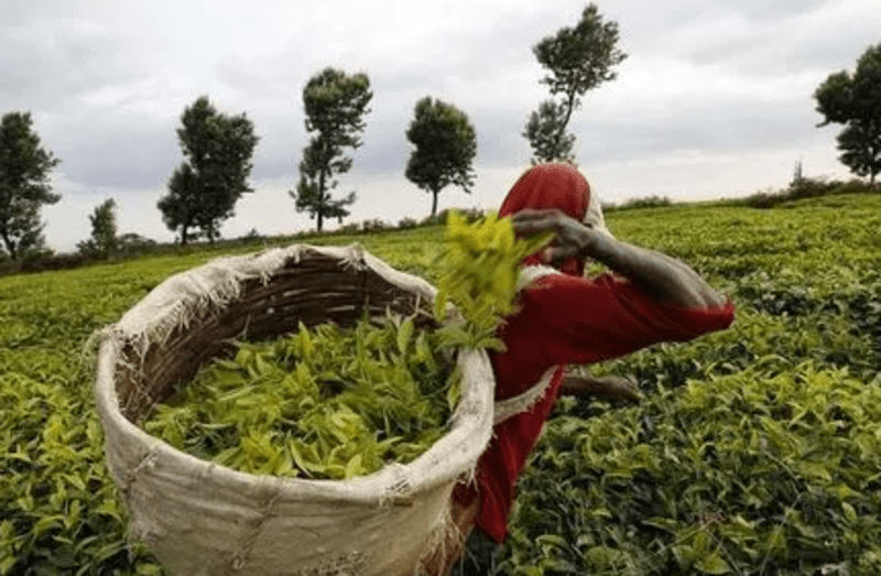 War in Sudan dents market for Kenyan exporters, slashes exports by 74 per cent