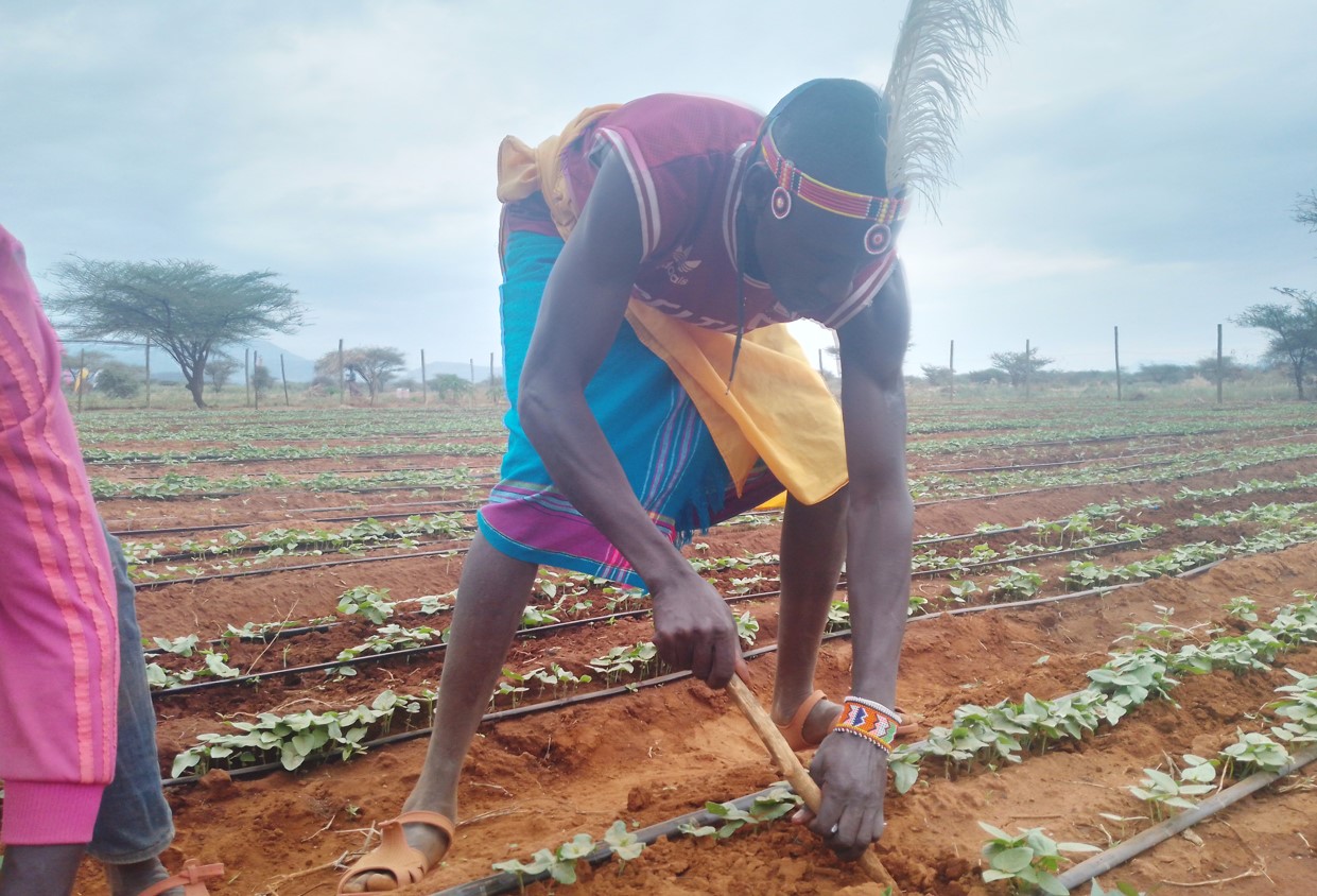 Isiolo morans turn to crop farming after quitting cattle rustling