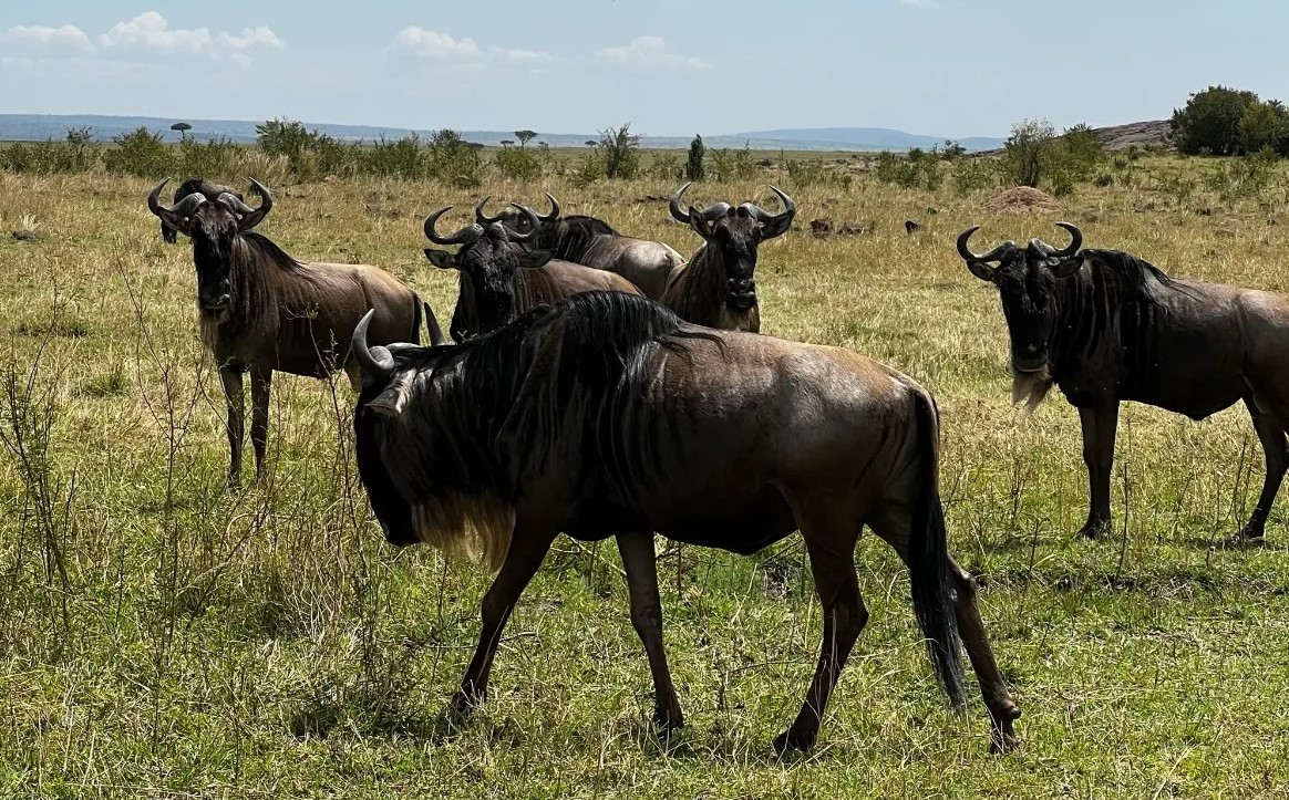 Uproar as tourists block wildebeest crossings during Maasai Mara migration