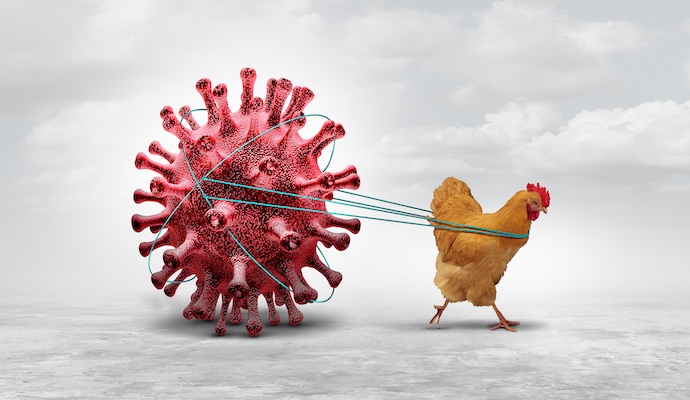 WHO accelerates development of mRNA vaccines for bird flu