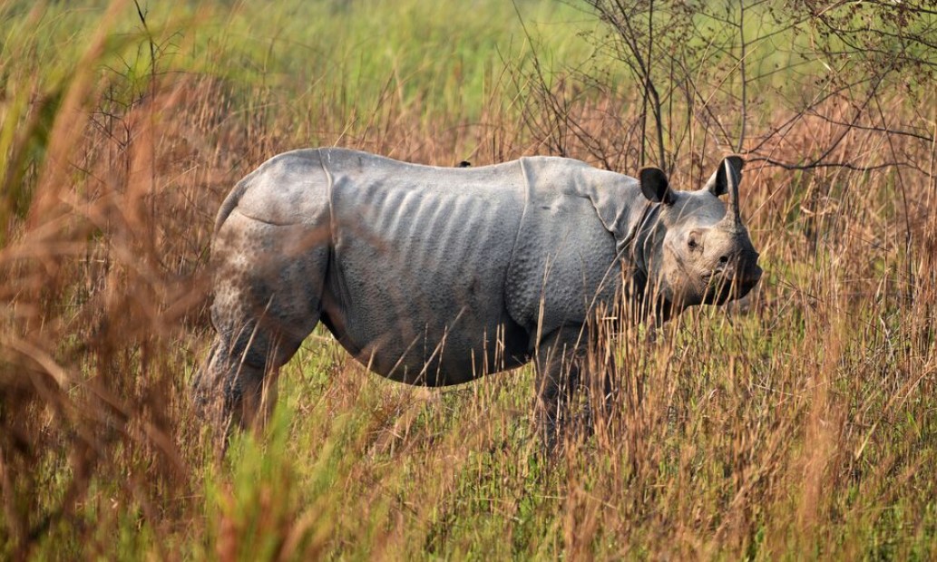 Floods kill 9 one-horned rhinos at India's Kaziranga National Park