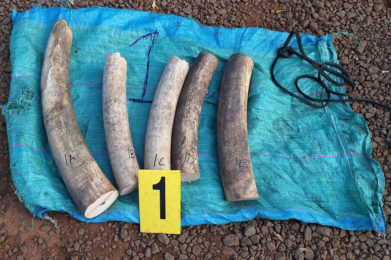 One suspect arrested after seizure of 84kgs of Ivory in Kibwezi