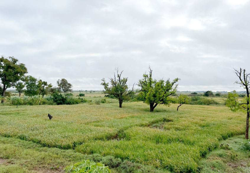 Jowhar: Somalia’s agricultural town that craves its glorious past