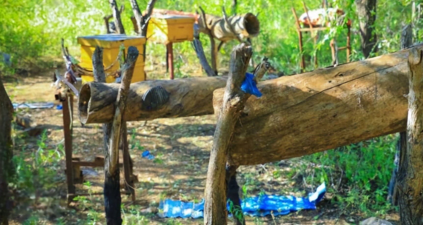 Beekeeping brings new livelihood to displaced Somali farmers