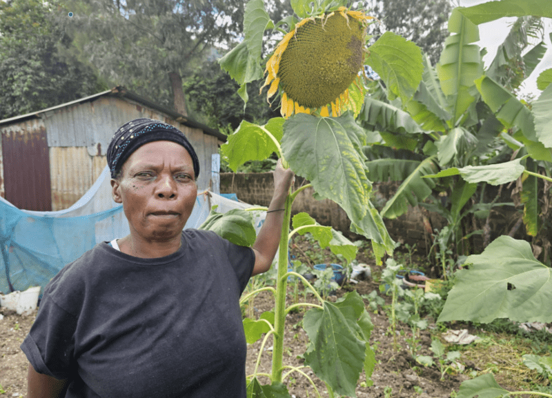 Eastleigh resident turns to sunflower farming for livelihood