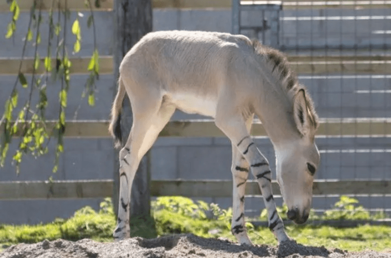 Critically endangered Somali wild ass foal born at Knowsley Safari, boosting conservation efforts