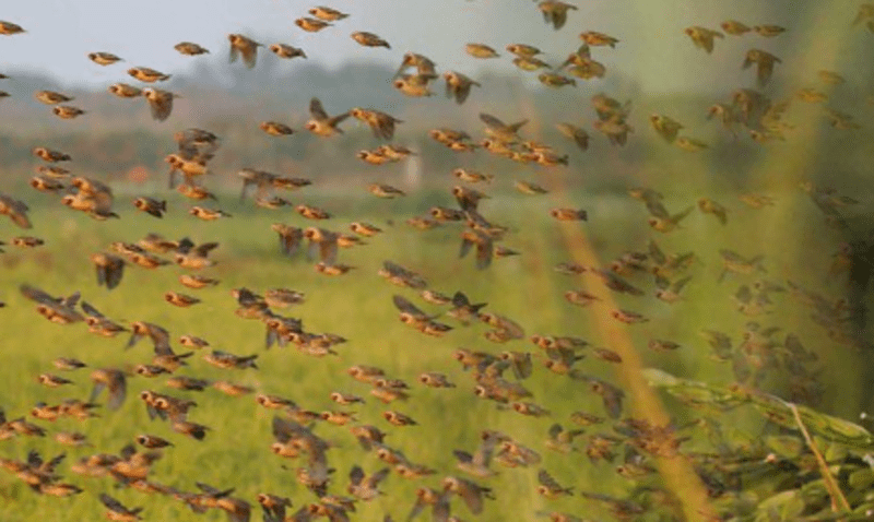 Laikipia farmers count losses after Quelea birds invasion