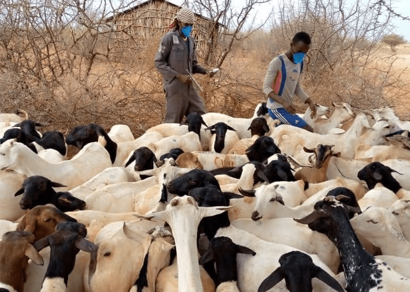 Wajir on high alert as deadly livestock diseases spread