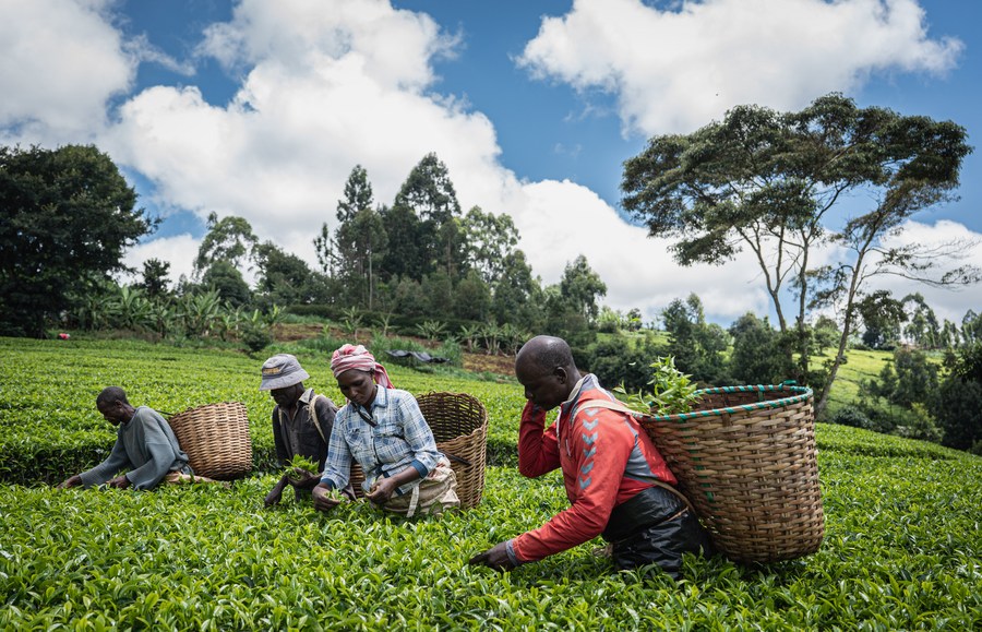 Improved tea, flower exports cuts Kenya’s trade deficit by Sh23bn - Tea harvesting in Kenya. (Photo: Handout)