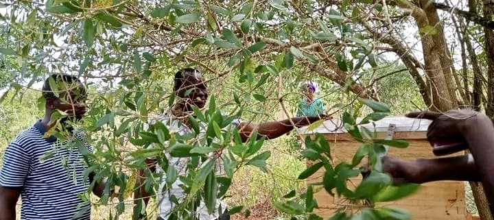 Beekeepers tour their farms in Sokoke Ward, Ganze Kilifi County, on Wednesday, August 7, 2024. (Photo: Farhiya Hussein)