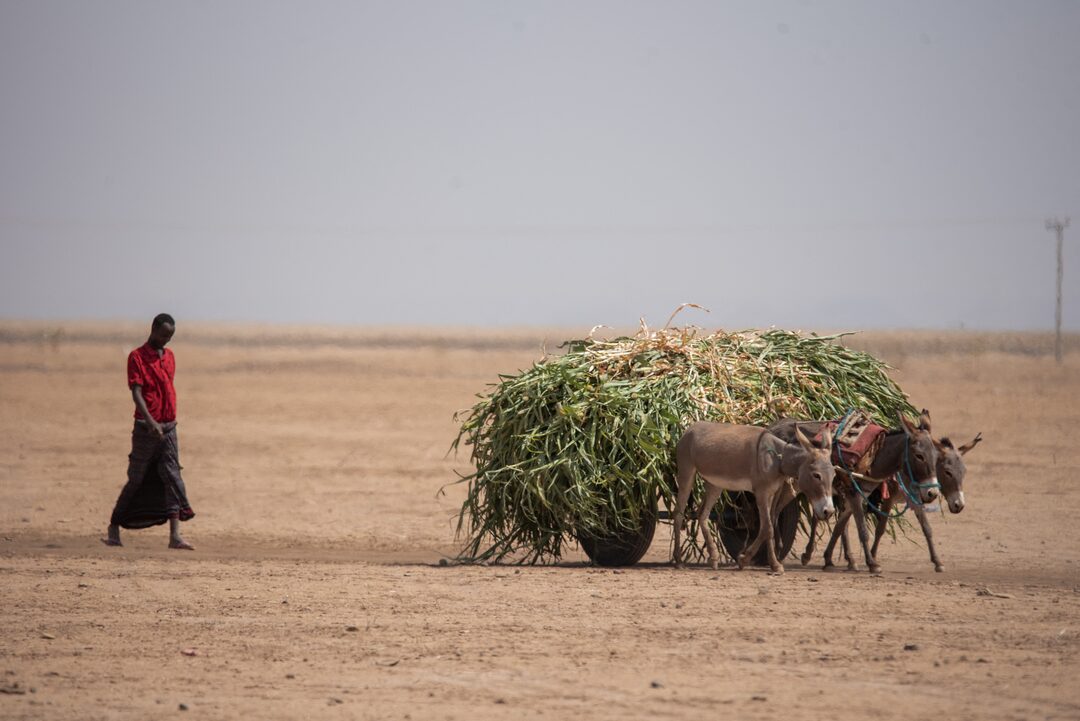 Horn of Africa at risk of severe drought, global agencies warn