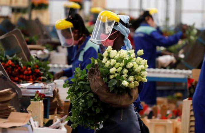 New Bill proposes mandatory licensing for horticulture dealers in Kenya