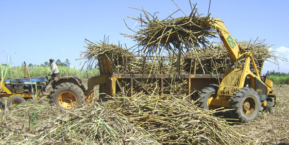 MPs strike deal on contested sugar reforms