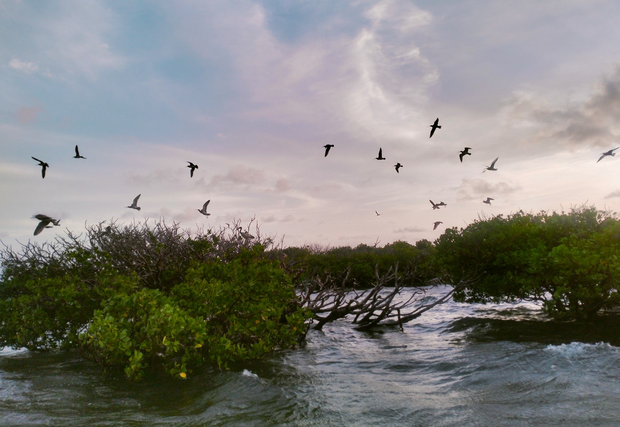 Lamu conservationists embrace ecotourism to fight environmental degradation, climate change