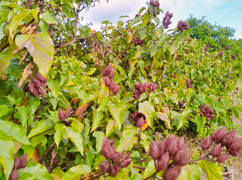 Revival of cotton cultivation in Lamu: Hope on horizon for Mpeketoni farmers