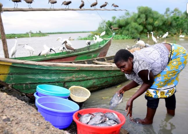 State identifies 13 key fish breeding zones to restore Lake Victoria's declining fish population - Lilian Atieno, a fishmonger, prepares fish at Dunga beach on the shores of Lake Victoria in Kisumu, Kenya March 18, 2020. (Photo: REUTERS/James Keyi)