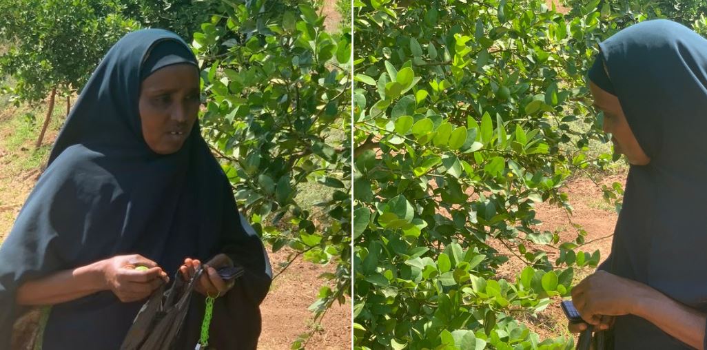 Garissa farmers decry low harvests due to lack of agricultural machinery