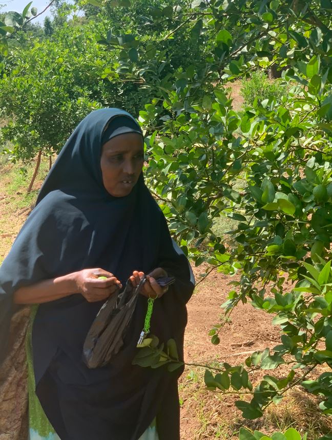 Fatuma Hussein a farmer in Sankuri Farm plucking lemons on Thursday from trees that survived the floods