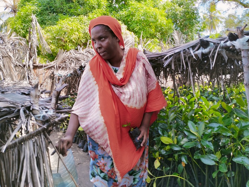 Heroines of conservation: Lamu women restore mangrove forests, tree by tree