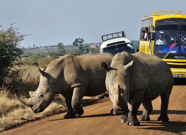 Alarm as wildlife populations decline by 73 per cent due to climate change - White rhinos at a park in Kenya. Rhinos are a critically endangered species. (Photo: KWS)