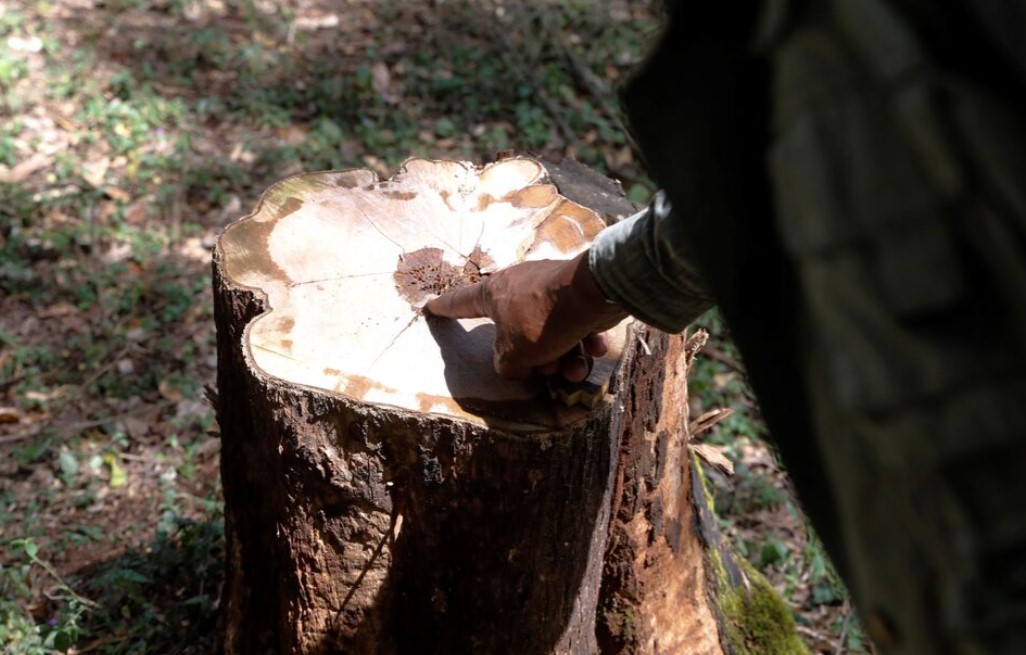 Why you risk 3-year jail term or Sh5 million fine for cutting down trees without replanting