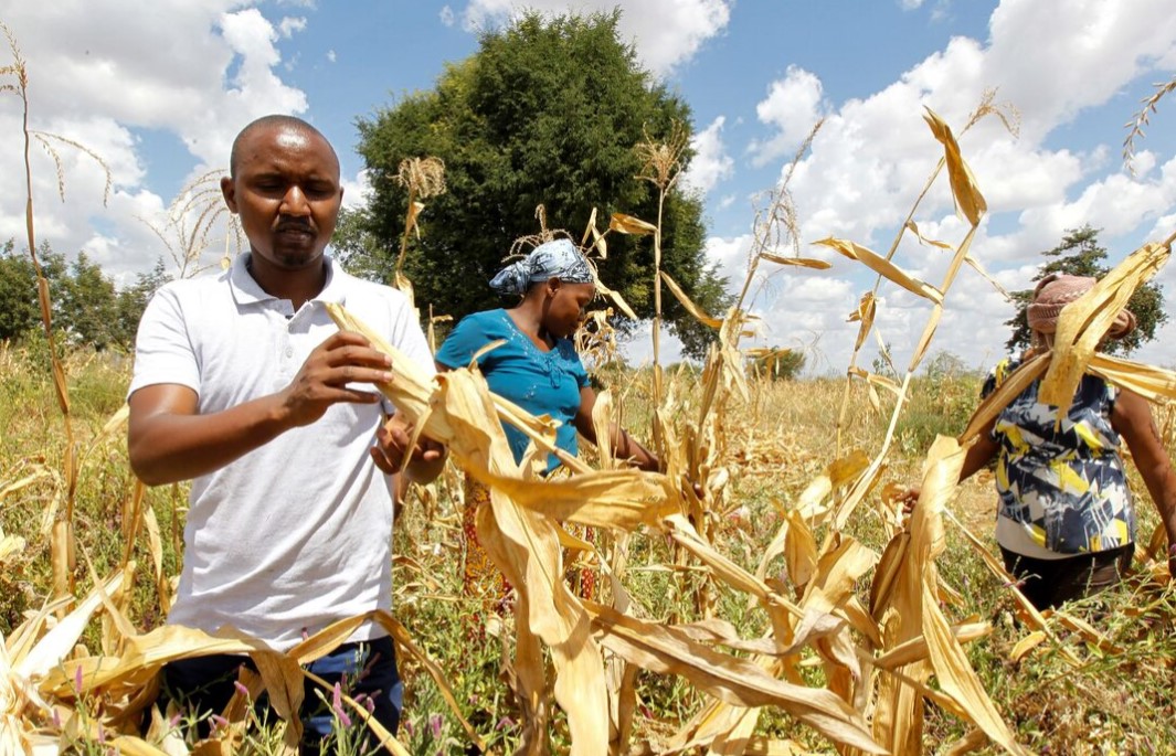 Short rains expected to bring relief to Kenyan farmers