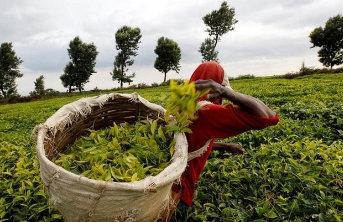 State announces distribution of subsidised fertiliser for tea farmers ahead of short rains - A worker picks tea at a plantation in Githunguri near Kenya's capital Nairobi. (Photo: REUTERS/Thomas Mukoya)