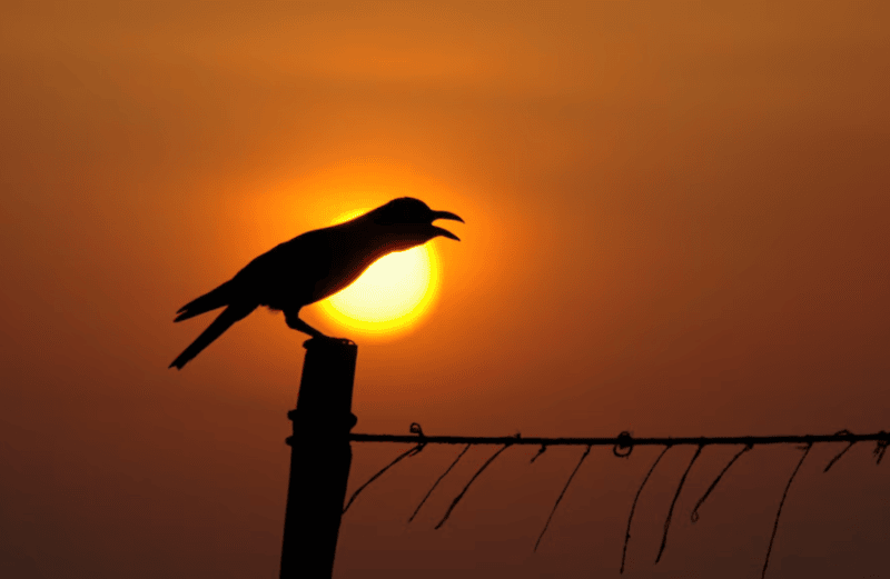 Indian crows threaten native Kenyan birds