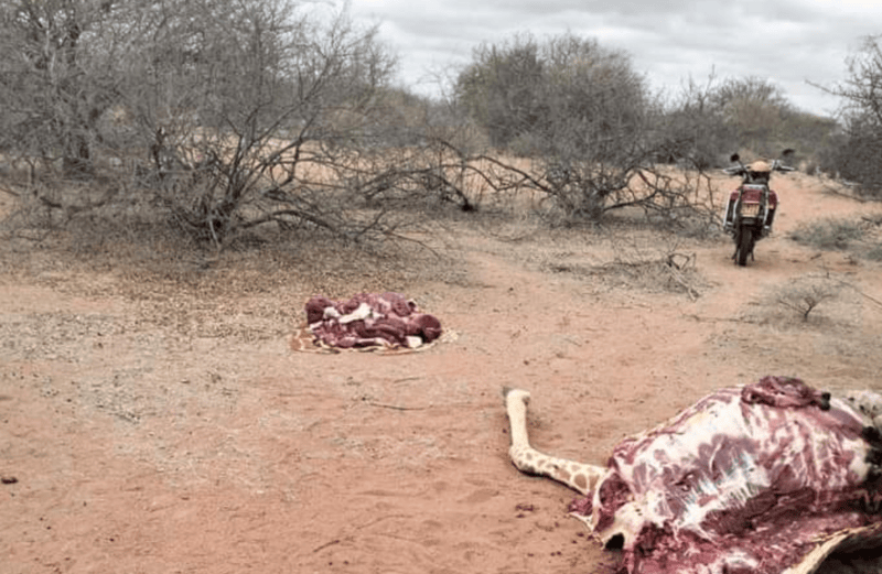 Poacher killed at El Adow in Wajir south, giraffe meat and motorcycle recovered