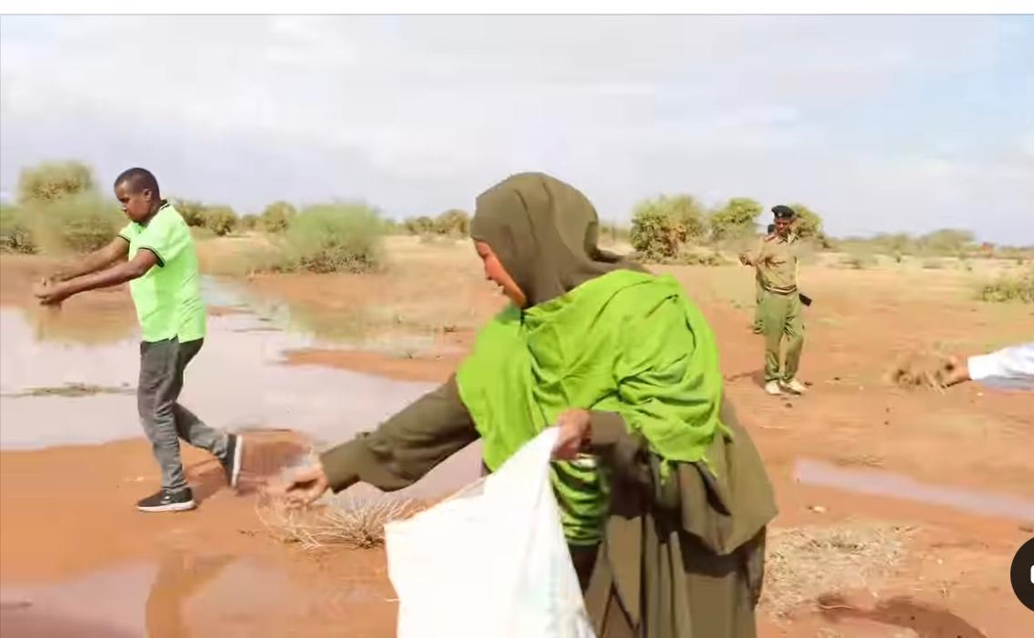 Pastoralists in Wajir replenish grazing lands with grass reseeding initiative