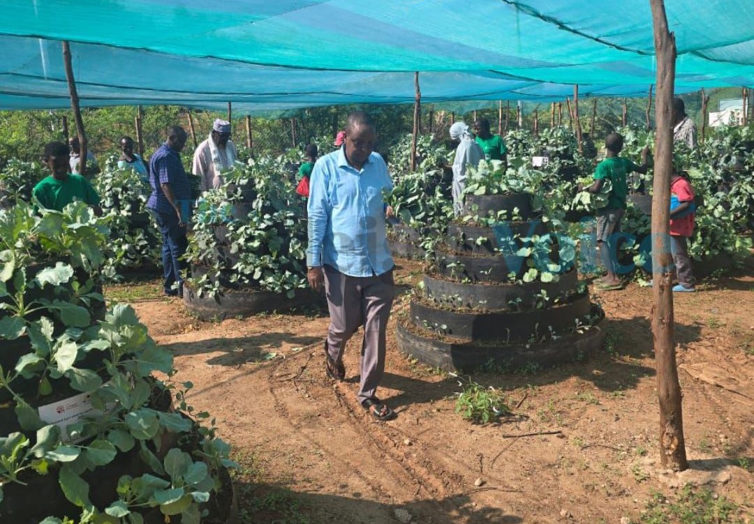 Garissa learners gain skills in climate-smart agriculture initiative set to combat food insecurity - Parents and students harvest kales at the Yathrib Primary School Centre of Practice garden in Garissa Town, (Photo: Issa Hussein)