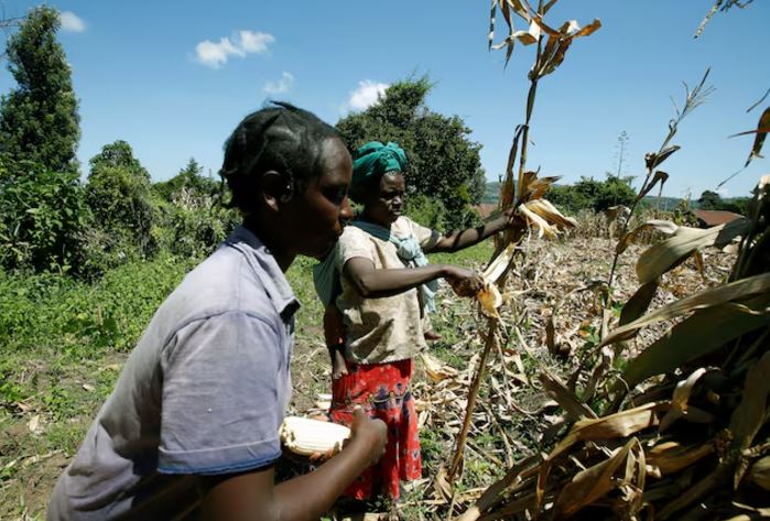 Kenya moderately food secure in 2024 - report